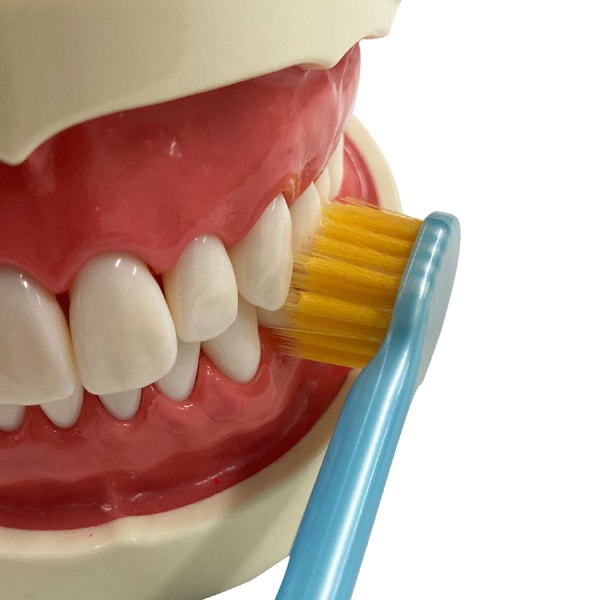 에비스 EBiSU 프리미엄 케어 고치구 제거·6열 초컴팩트 보통 B-3605M 1개