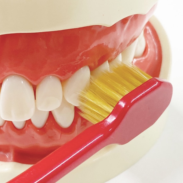 에비스 EBiSU 프리미엄 케어 허브러시・6열 콤팩트 특히 부드러운 B-3600SS 1개