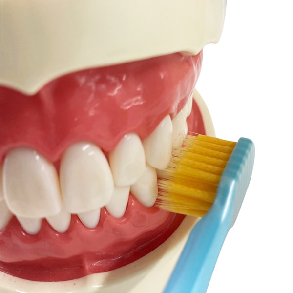 에비스 EBiSU 프리미엄 케어 고치구 제거·5열 콤팩트 보통 B-3604M 1개