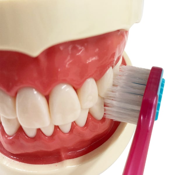 에비스 EBiSU 프리미엄 케어 치아의 미백·6열 레귤러 보통 B-3607M 1개