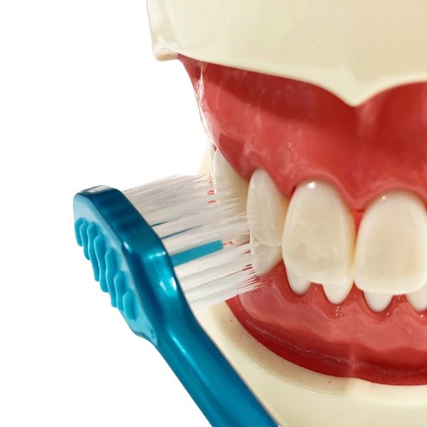 에비스 EBiSU 프리미엄 케어 치아의 미백·6열 콤팩트 보통 B-3606M 1개