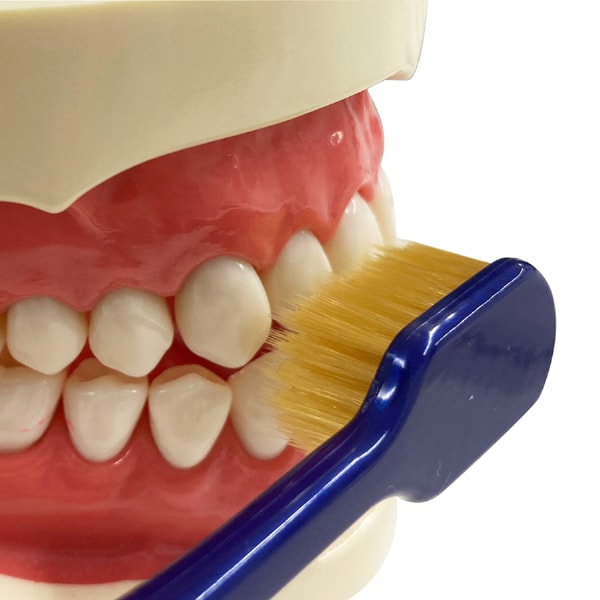 에비스 EBiSU 더 프리미엄 케어 7열 레귤러 보통 B-3620M 1개